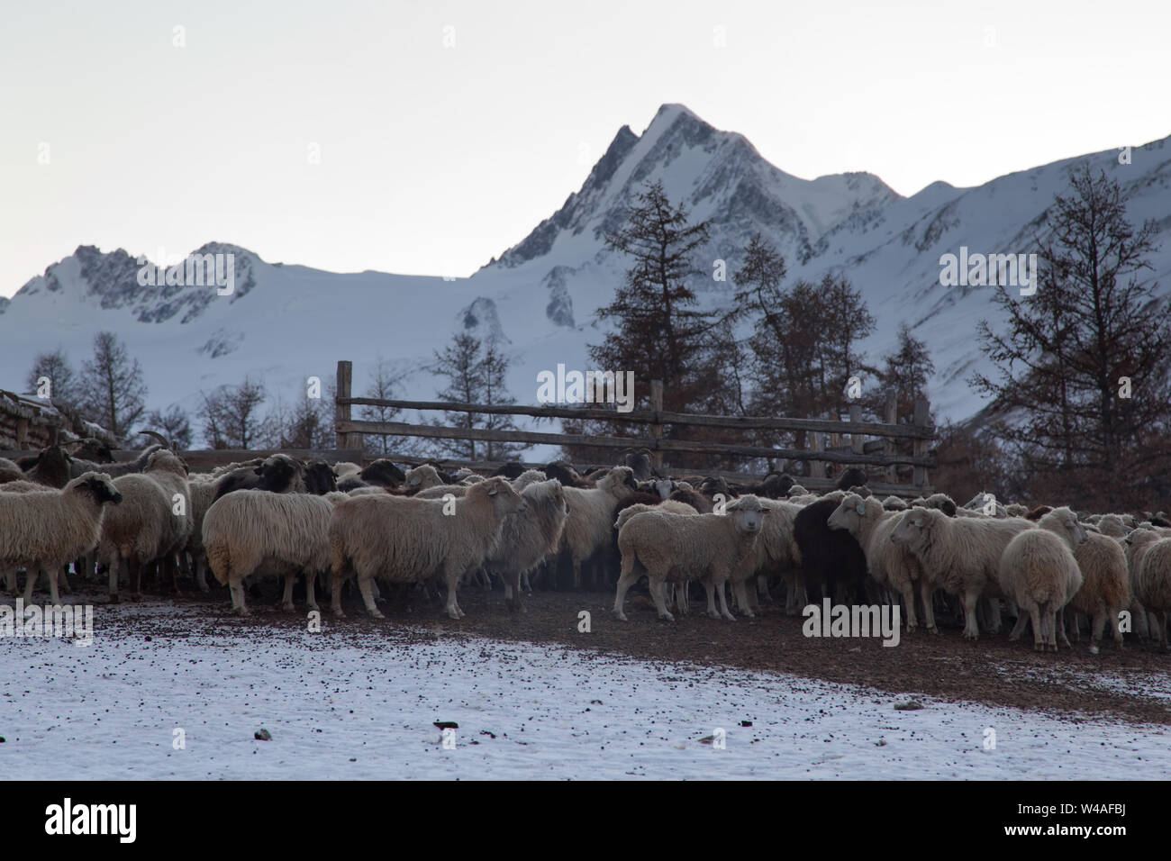 Sheeps against IIktu peak in Altay high mountains. Siberia. Russia Stock Photo