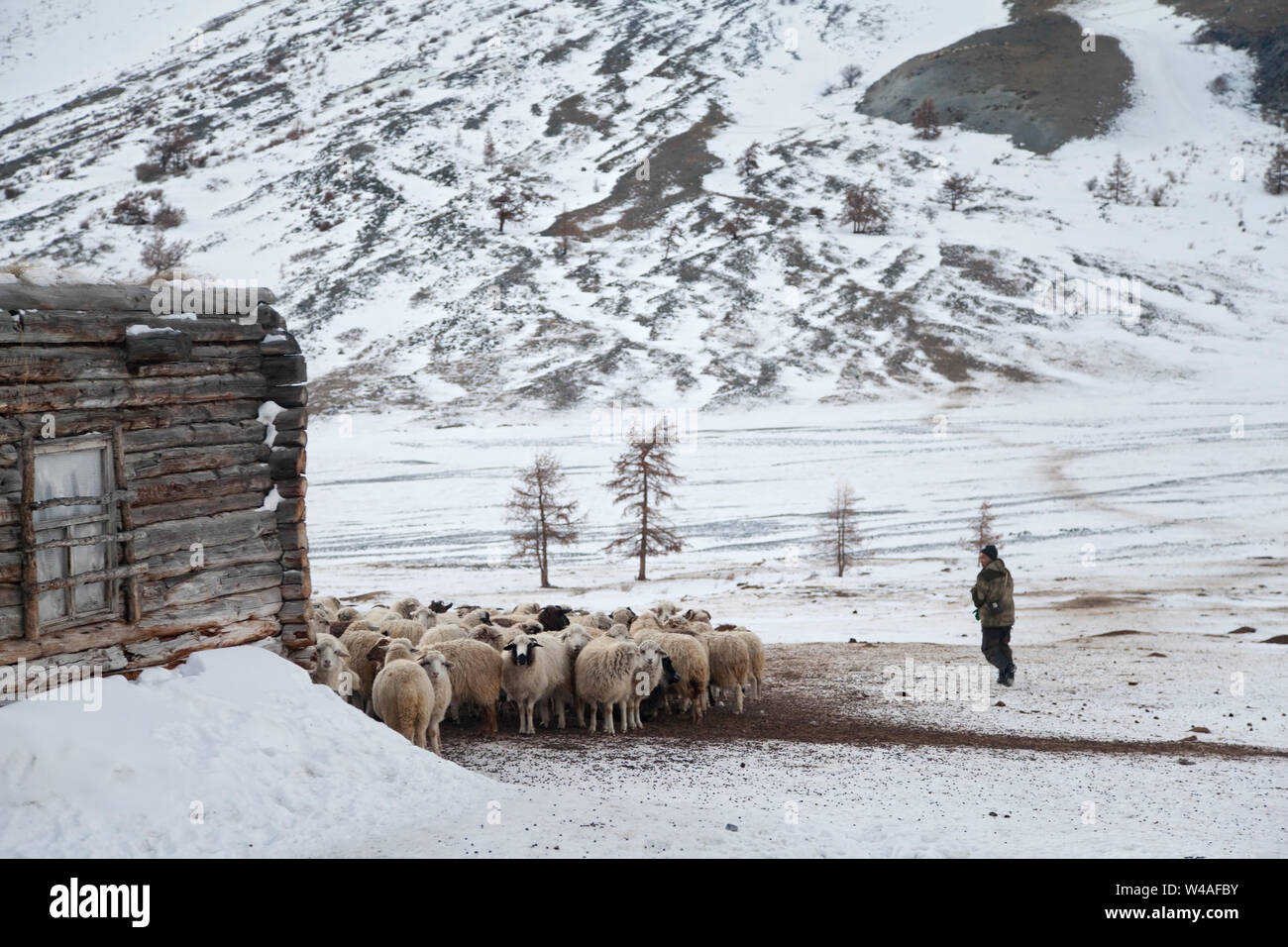 Shepherds and sheeps in Altay high mountains. Siberia. Russia Stock Photo