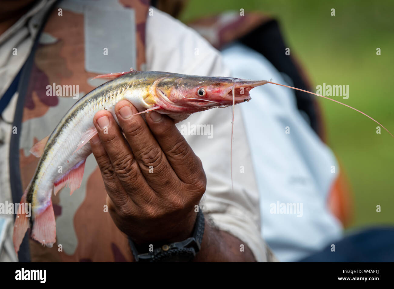 Shovel-nosed catfish (Pseudoplatystoma) as caught on the Peruvian Amazon River Stock Photo