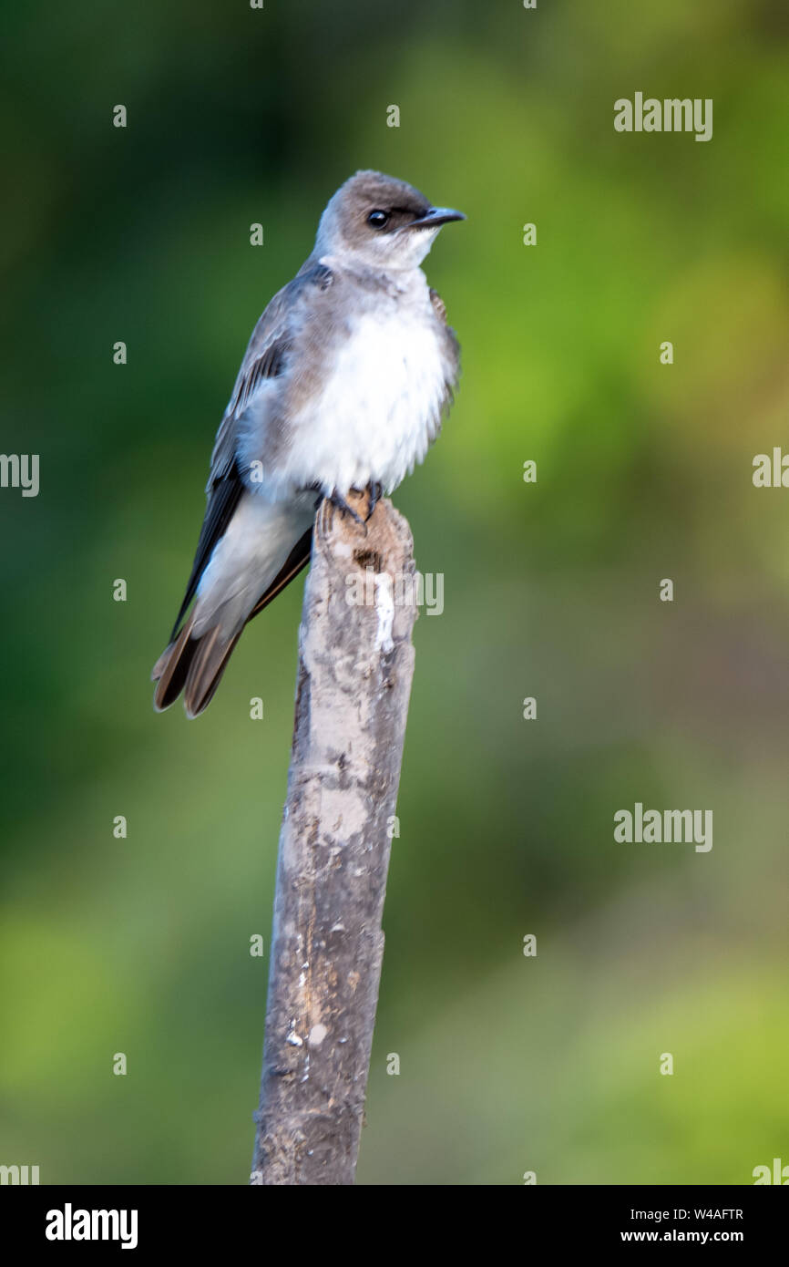 Peruvian Martin Brown-chested martin (Progne tapera) perched on a dead trunk in ...