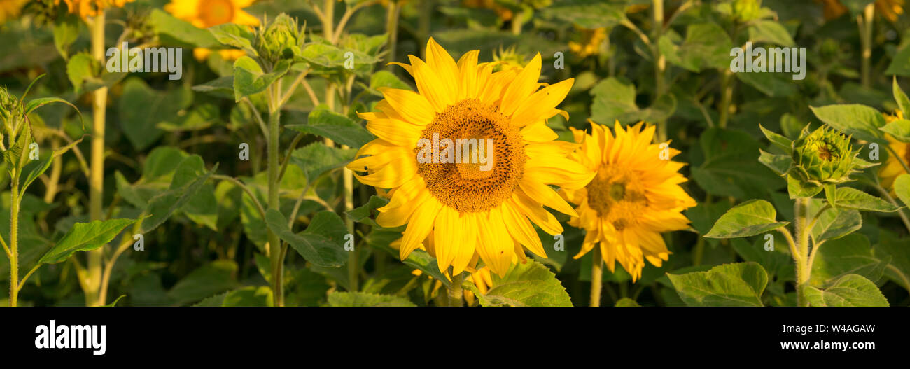 Sunflowers field at sunset wide hi-res stock photography and images - Alamy