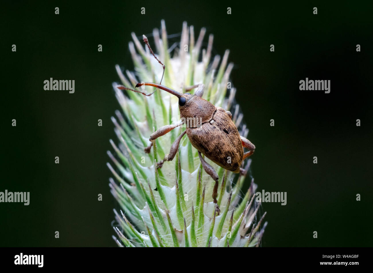 Cerambycidae, macro photograph of a longhorn beetle on a plant Stock Photo