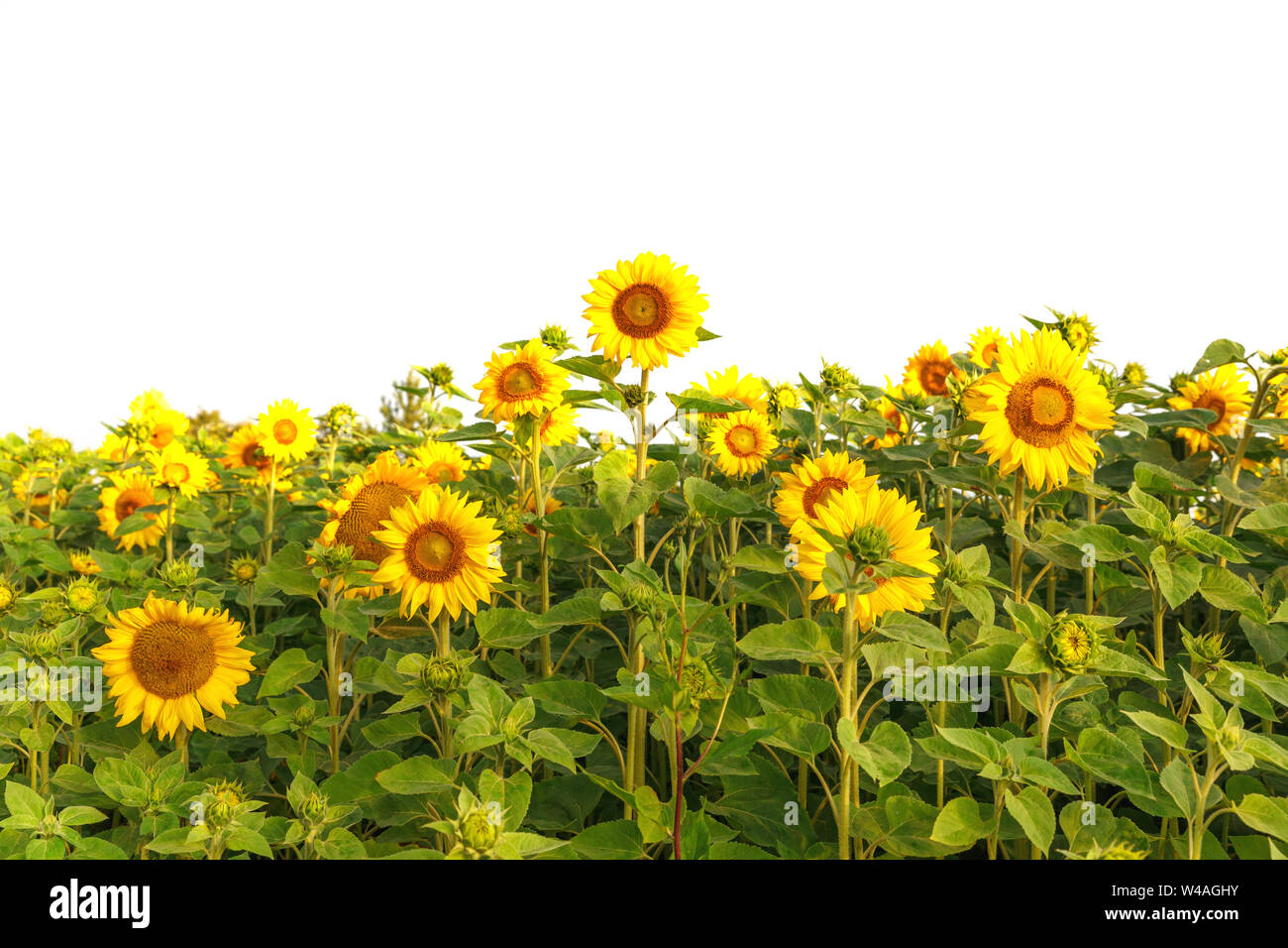 field of blooming sunflowers on a background sunset Stock Photo - Alamy