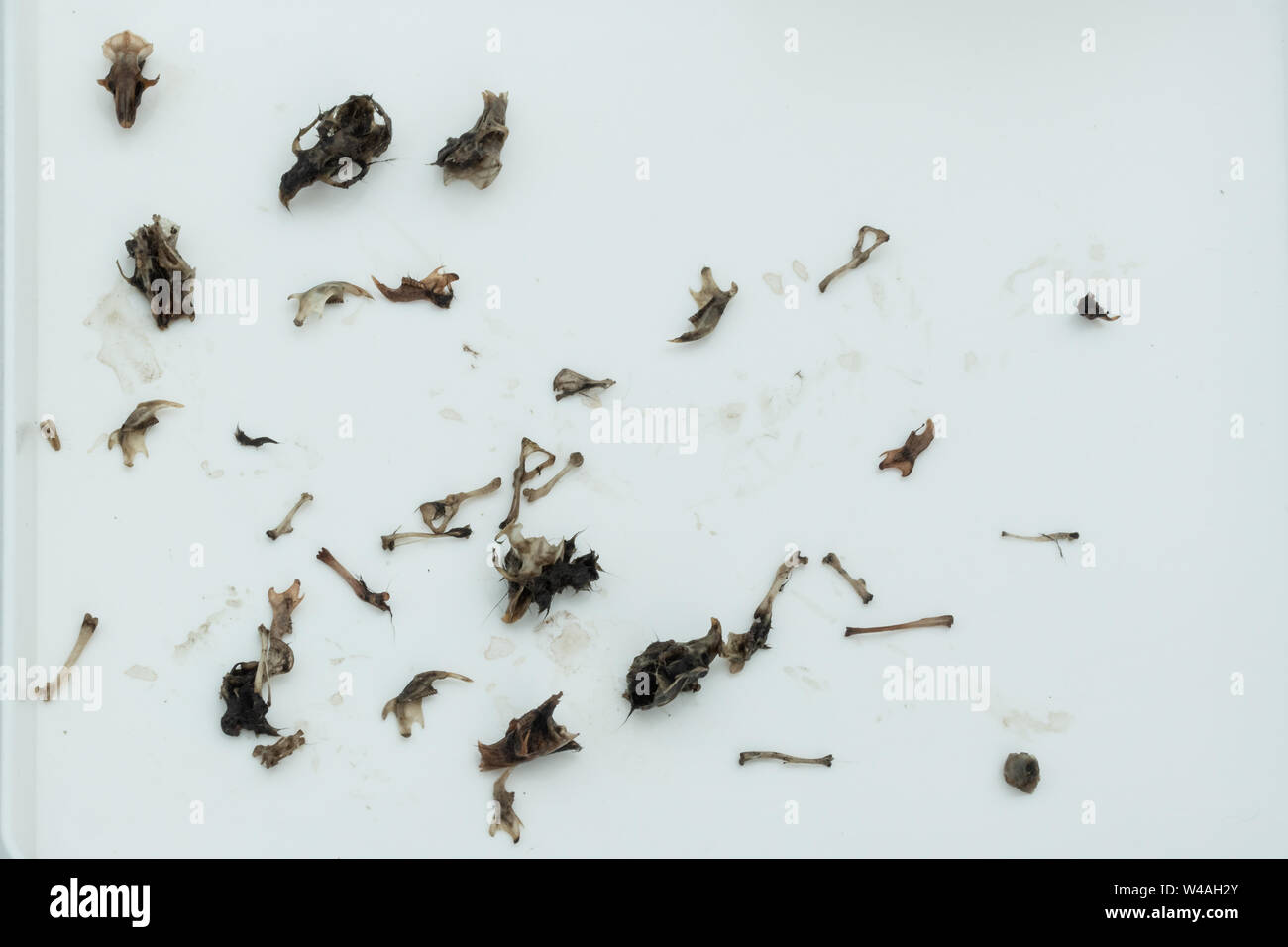 Collection of small mammal bones including skulls from dissecting a barn owl pellet, showing the indigestible remains of the bird's prey. Stock Photo