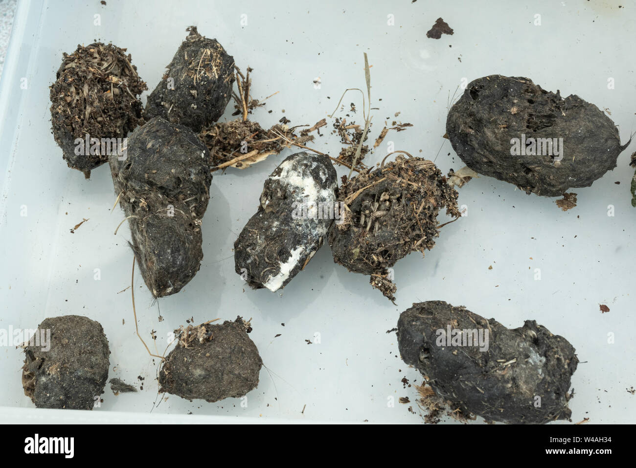 Barn owl (Tyto alba) pellets collected for a bioblitz event, UK Stock Photo