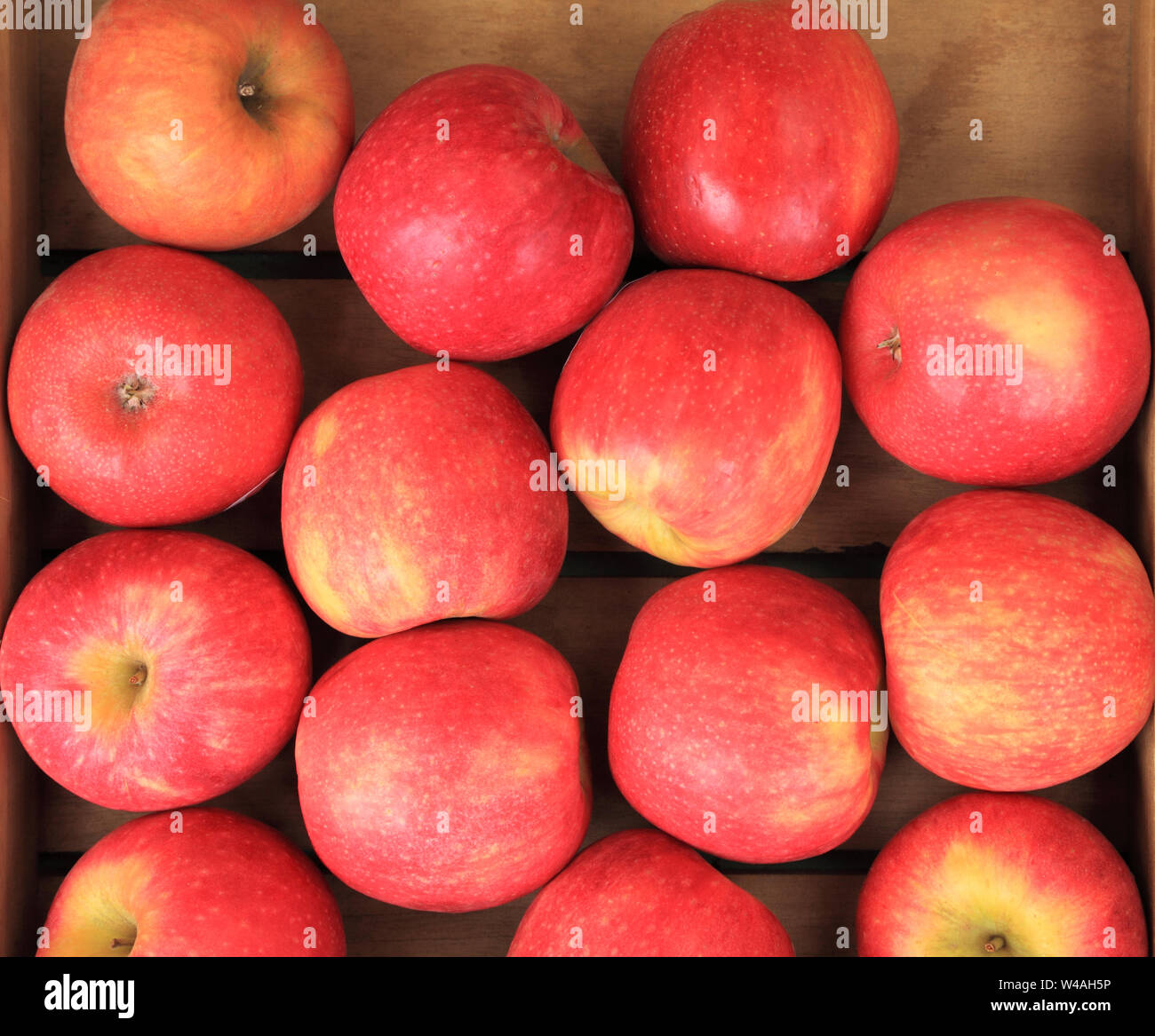 What Are Pink Lady Apples: Learn About Pink Lady Apple Growing