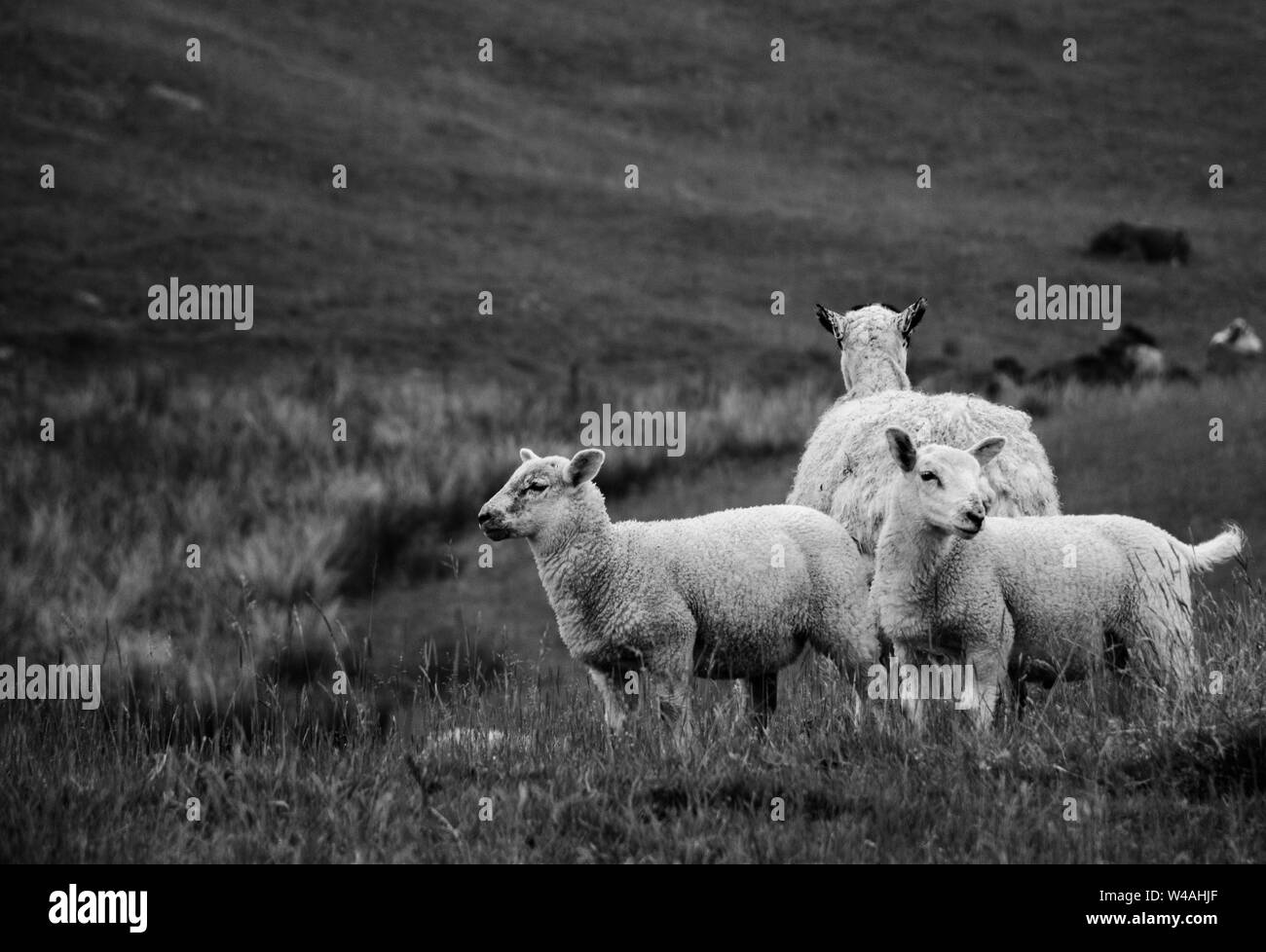 Sheep stands in field with two lambs Stock Photo