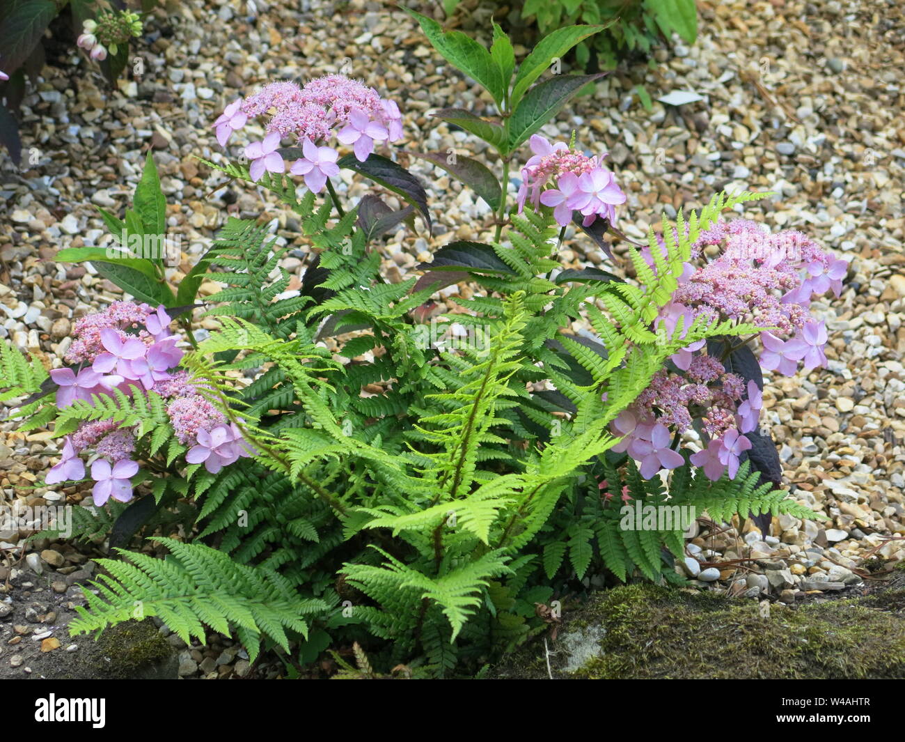 Hydrangea Serrata Stock Photos Hydrangea Serrata Stock Images