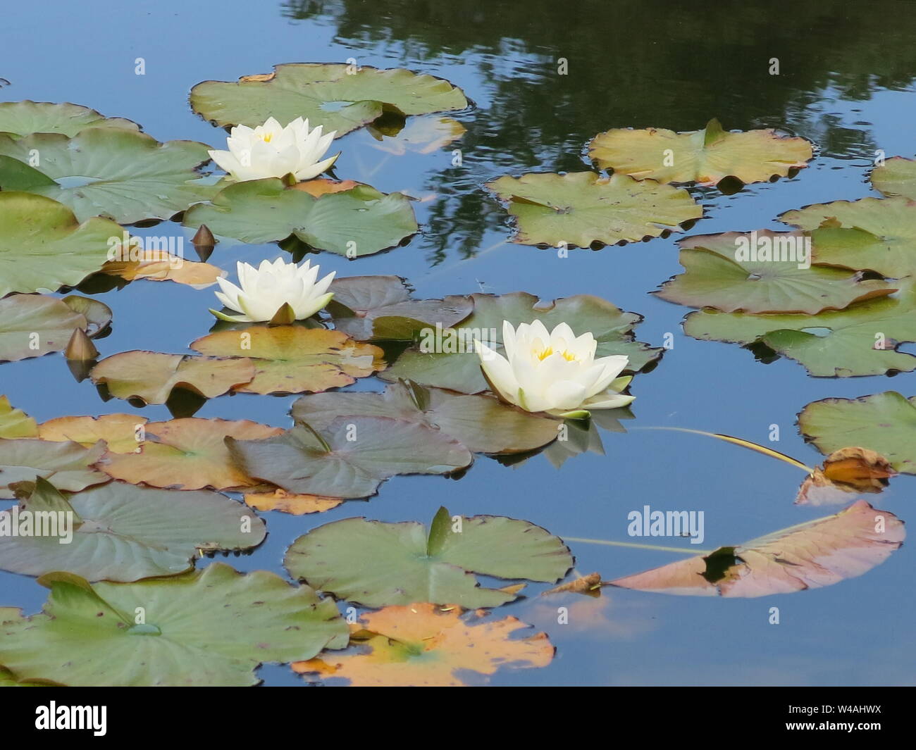 Lily trees hi-res stock photography and images - Alamy