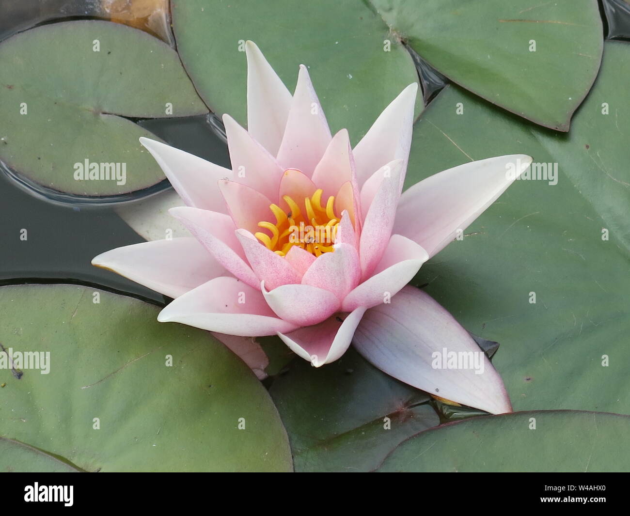 Close-up of a single flower in bloom of Laydekeri Lilacea, a stunning pinkish water lily surrounded by broad green lily pads. Stock Photo