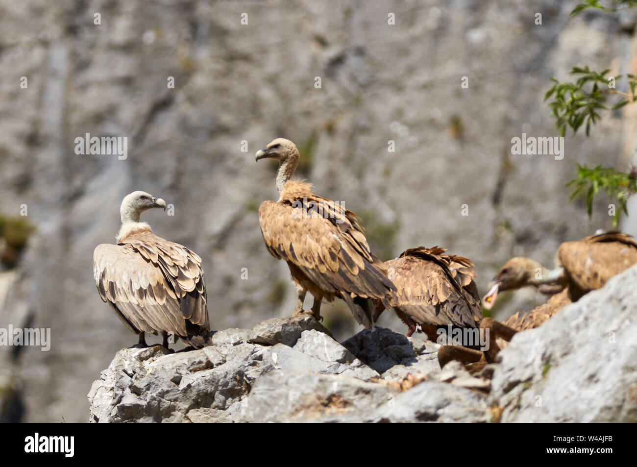 Group of griffon vultures (Gyps fulvus) feeding and perched in a vulture feeder point in Chistau valley (Sobrarbe, Huesca, Pyrenees, Aragon, Spain) Stock Photo