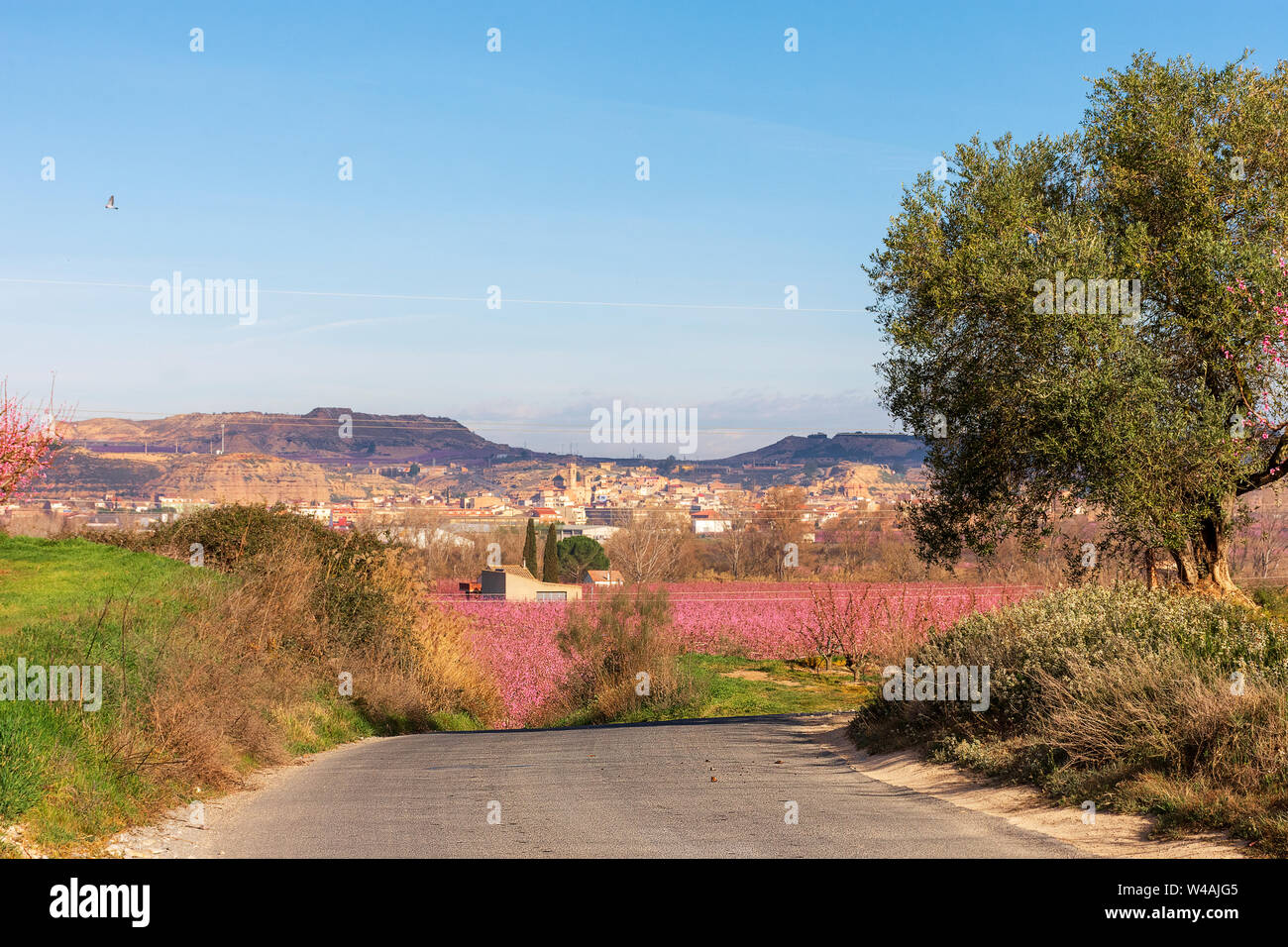 Rural road between peach tree field in bloom. Olive tree at foreground. Pink flowers peach tree at sunrise. Aitona, Alpicat. Stock Photo