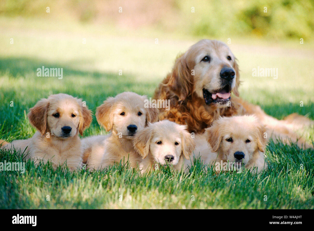 Puppy With Mother vlr.eng.br