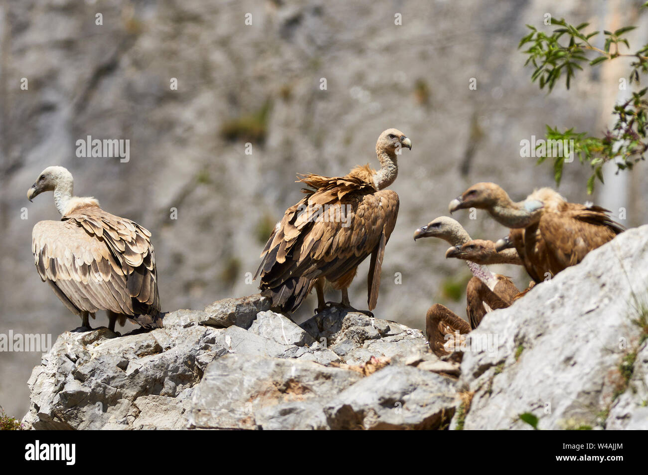 Group of griffon vultures (Gyps fulvus) feeding and perched in a vulture feeder point in Chistau valley (Sobrarbe, Huesca, Pyrenees, Aragon, Spain) Stock Photo