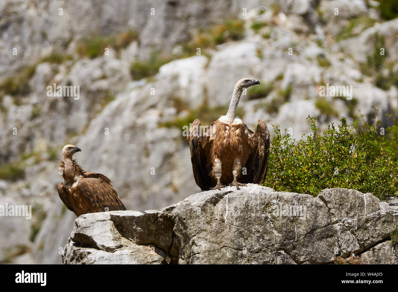 Two griffon vultures (Gyps fulvus) perched on rocks in a vulture feeder point in Chistau valley (Sobrarbe, Huesca, Pyrenees, Aragon, Spain) Stock Photo