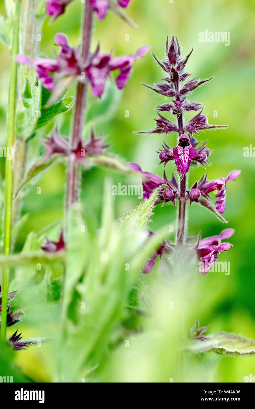 Hedge Woundwort (stachys sylvatica), close up of a flowering plant reaching up through the undergrowth. Stock Photo