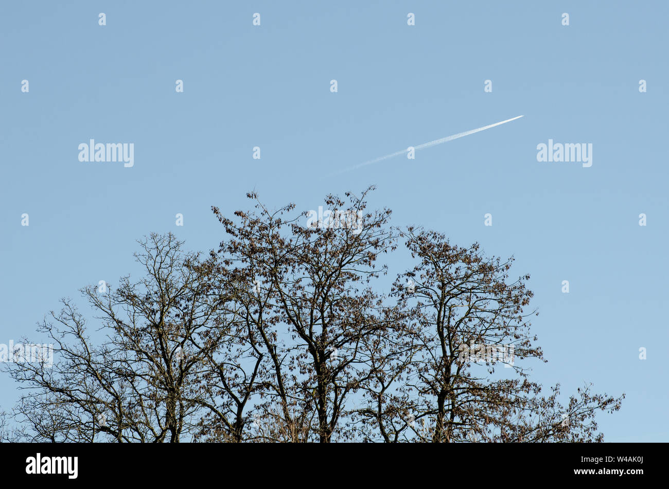 Tree and branches against blue sky Stock Photo - Alamy