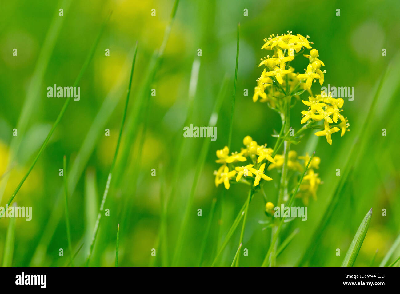 Lady's Bedstraw (galium verum), close up of a single flowering plant growing though the grass. Stock Photo