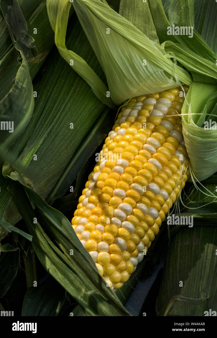 Fresh from the farm corn on the cob Stock Photo