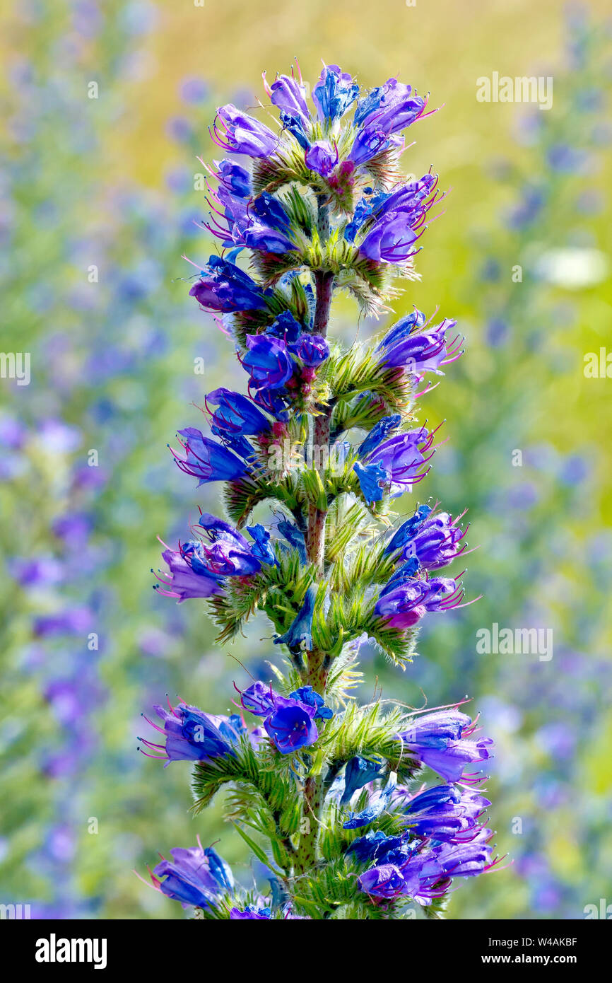Viper's Bugloss (echium vulgare), close up of single flowering spike against a mottled, out of focus background. Stock Photo