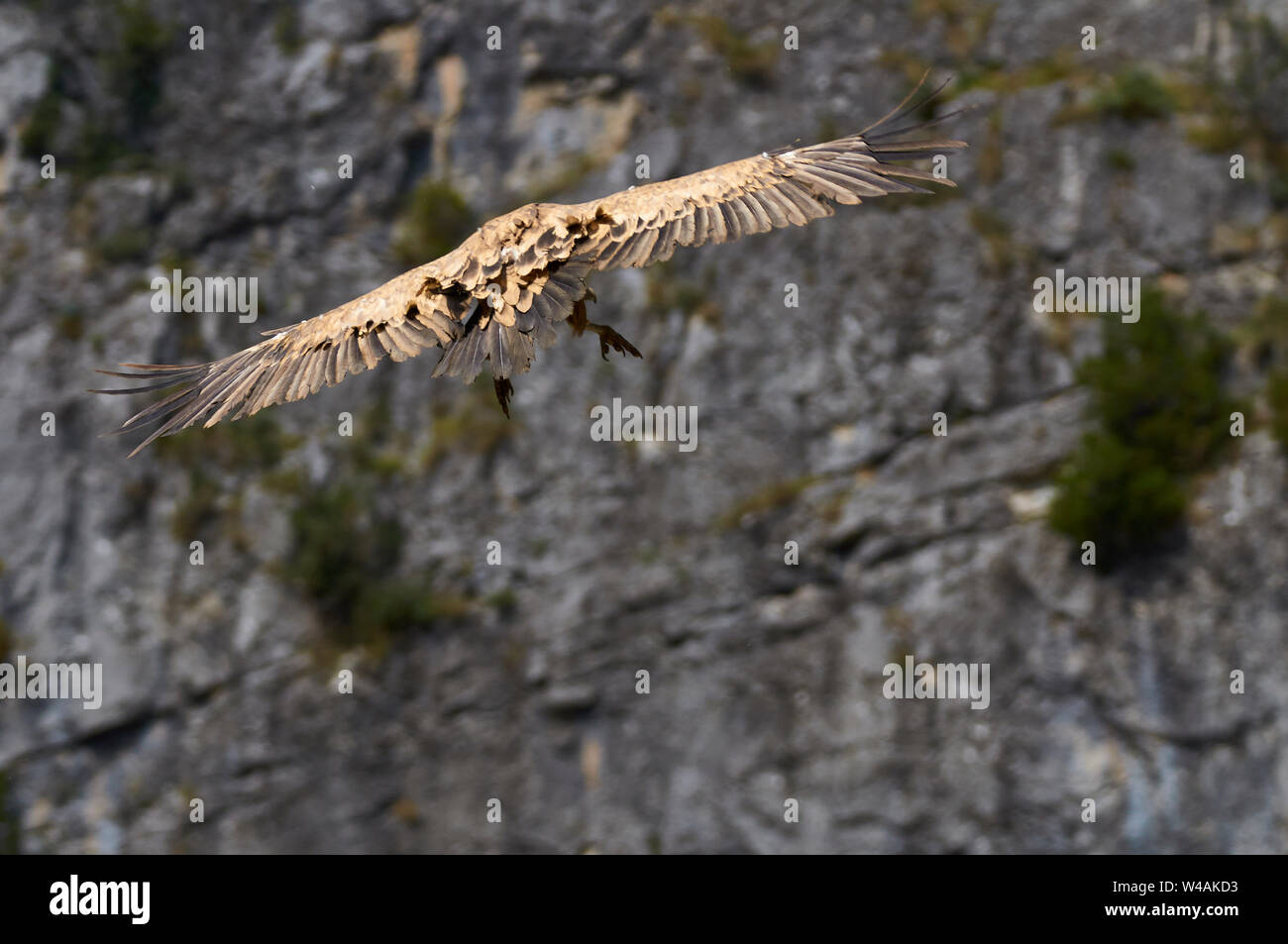 Griffon vulture (Gyps fulvus) descending for landing with cliff in the background (Chistau valley, Sobrarbe, Huesca, Pyrenees, Aragon, Spain) Stock Photo