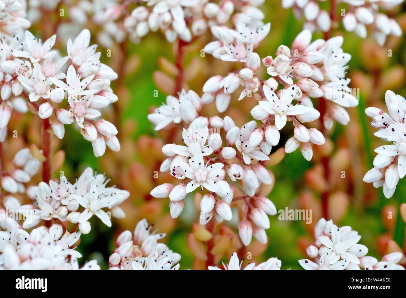 White Stonecrop (sedum album), close up of a cluster of flowering plants. Stock Photo