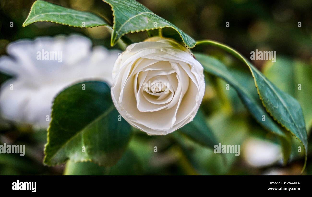 Beautiful white camellia flower hi-res stock photography and images - Alamy