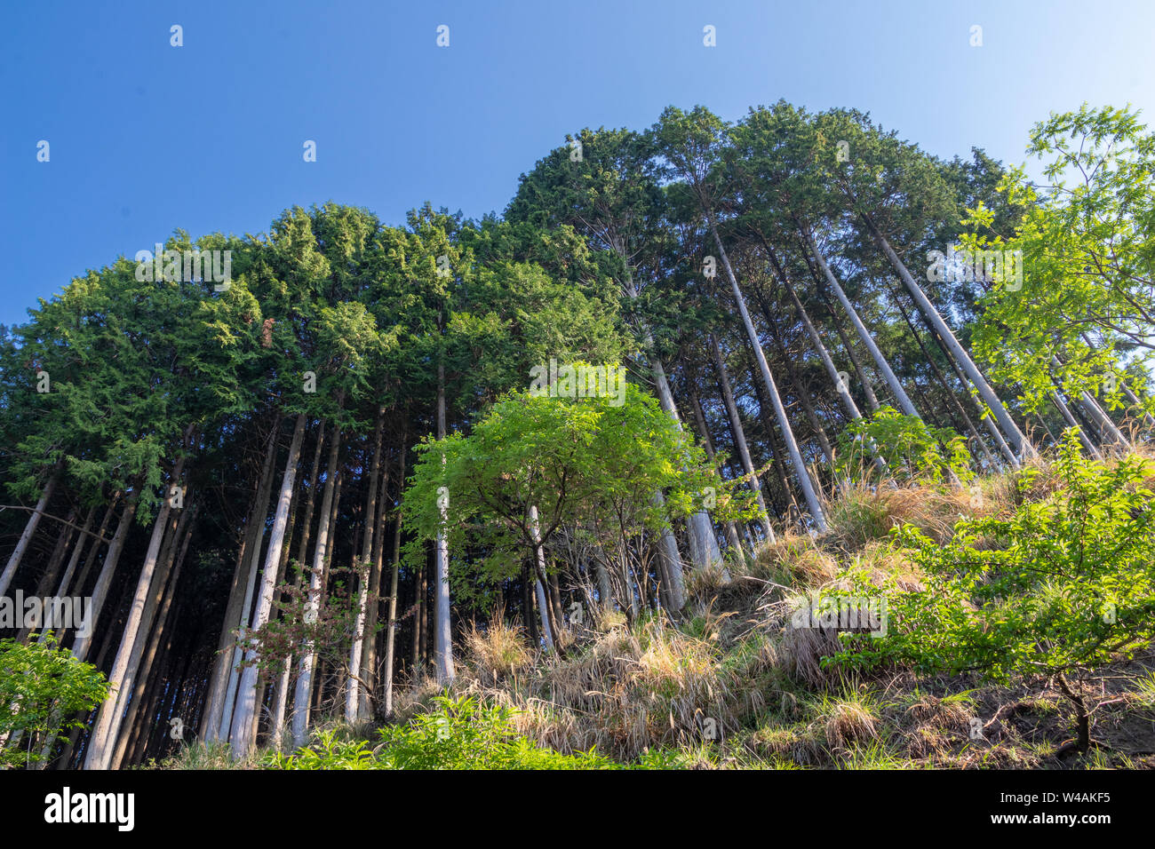 These very tall trees are typical of Japan Stock Photo