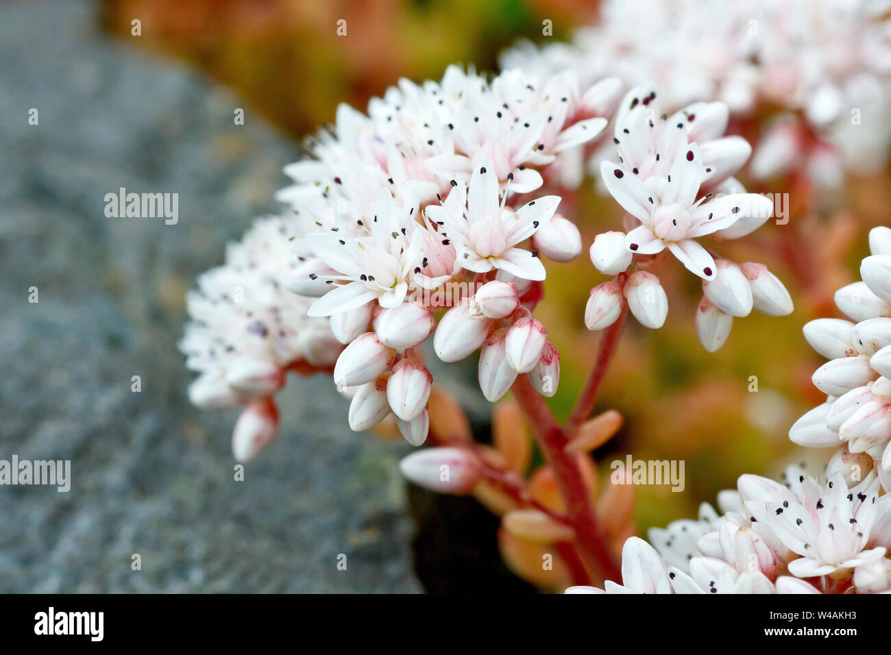 White Stonecrop (sedum album), close up of a single branched flower head. Stock Photo