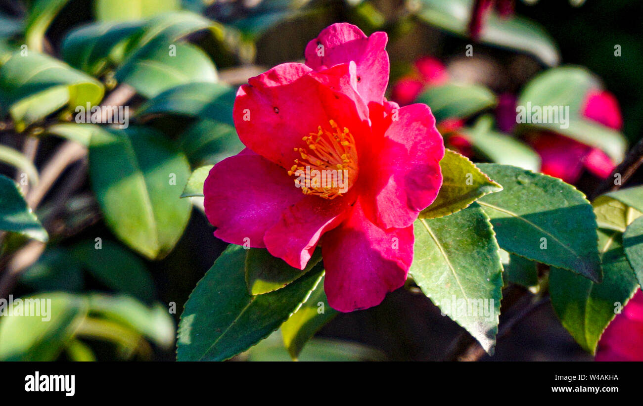 Camellia Dr Clifford Parks closeup 1 Stock Photo - Alamy