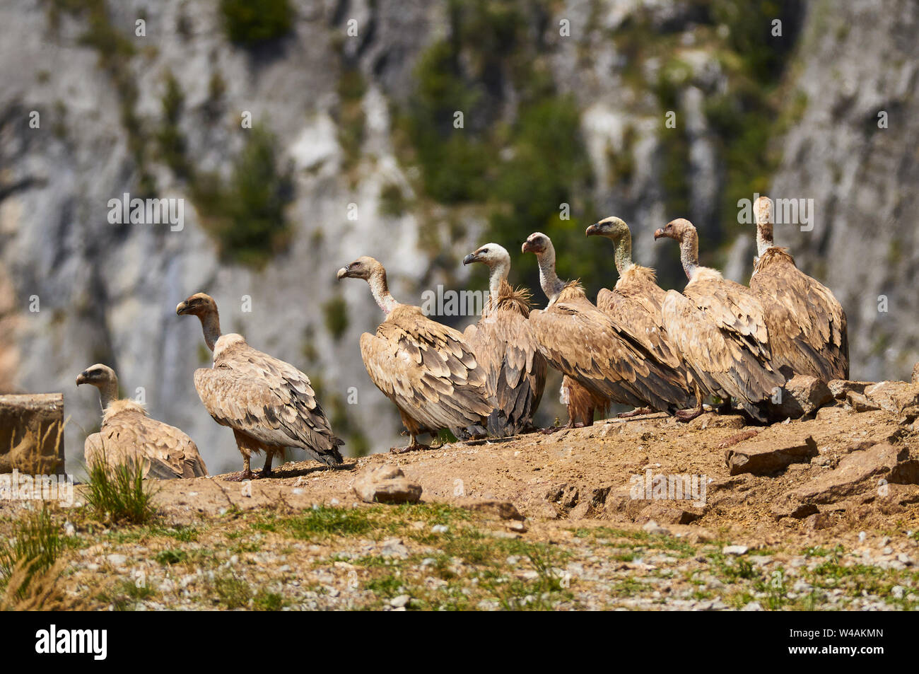 Group of griffon vultures (Gyps fulvus) perched in a vulture feeder point in Chistau valley (Sobrarbe, Huesca, Pyrenees, Aragon, Spain) Stock Photo