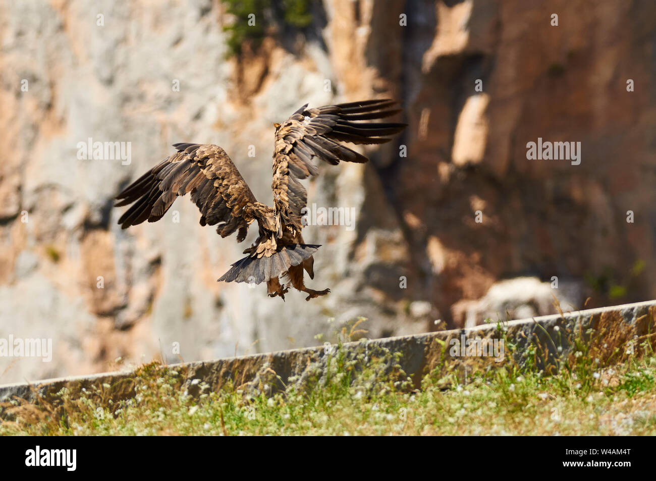 Griffon vulture (Gyps fulvus) landing in a vulture feeder point in Chistau valley (Sobrarbe, Huesca, Pyrenees, Aragon, Spain) Stock Photo