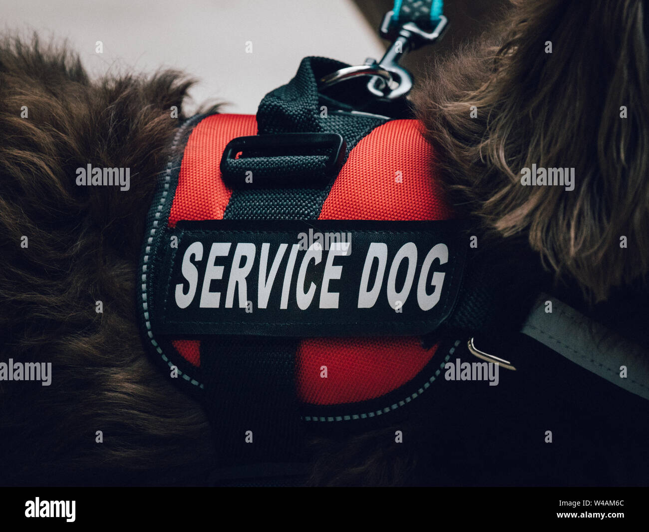 A red service dog vest on a long haired dachshund. Stock Photo