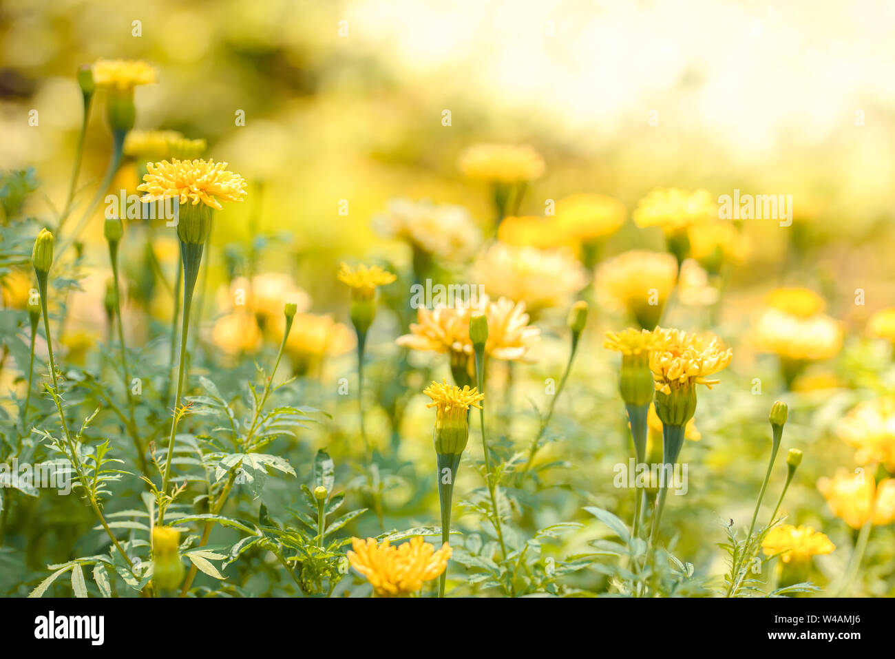 Bright yellow wild flowers under the midday sun with a sunny bokeh