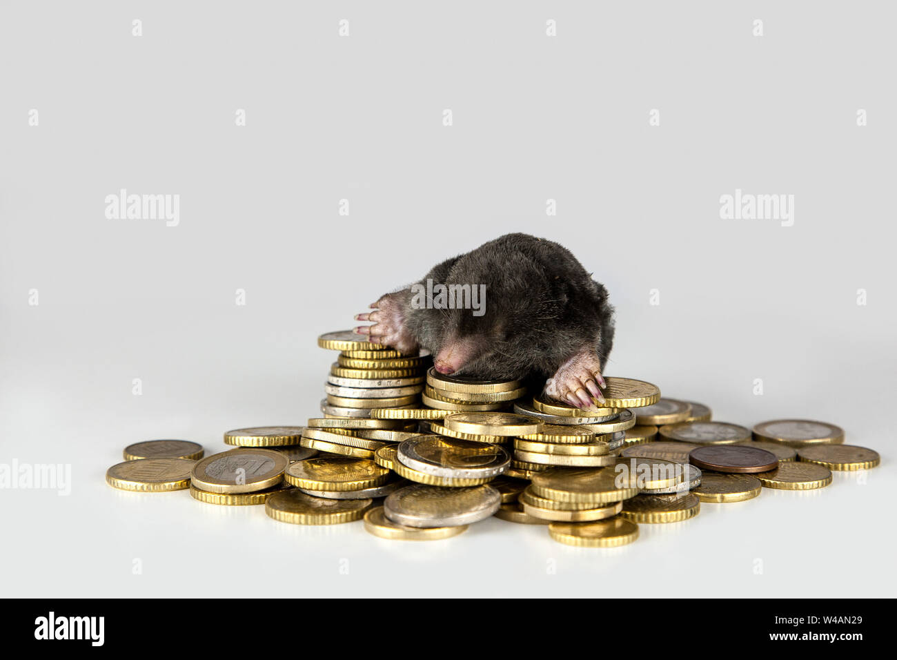 The mole in the financial system. A mole sits on a pile of euro coins. Stock Photo