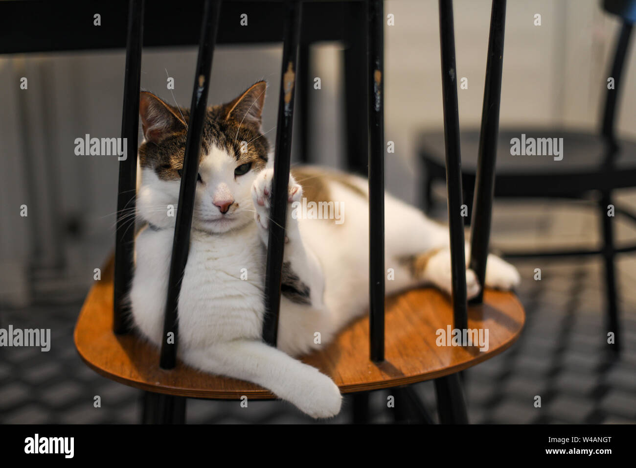 Random-bred tabby cat on a kitchen chair Stock Photo