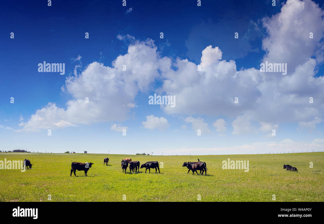 Black angus cows in the countryside. Cattles in a pasture, looking at the camera, green field, clear blue sky in a sunny spring day, Texas, USA. Stock Photo