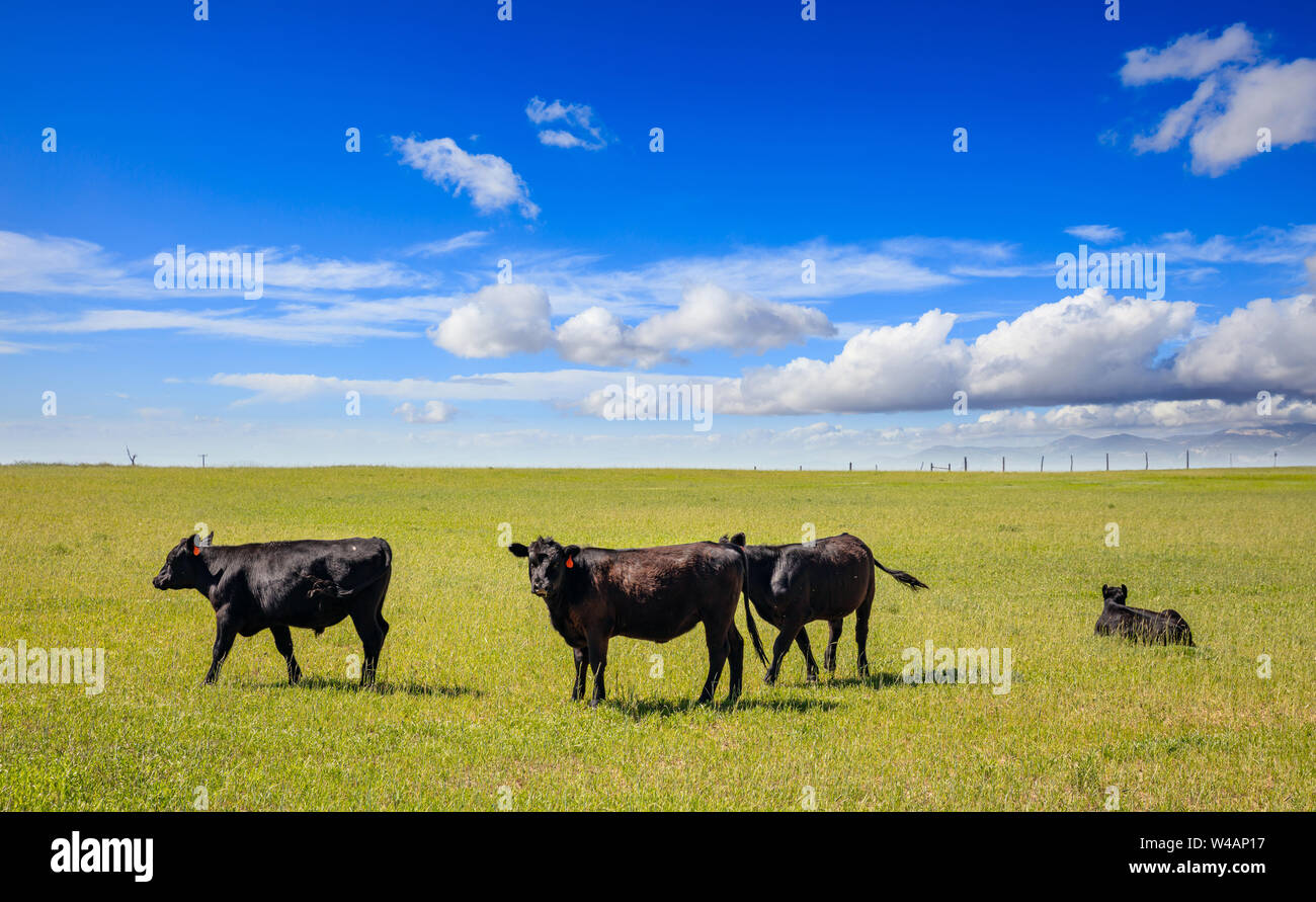 Black angus cattles in the countryside. Cows grazing in a pasture, green field, clear blue sky in a sunny spring day, Texas, USA. Stock Photo