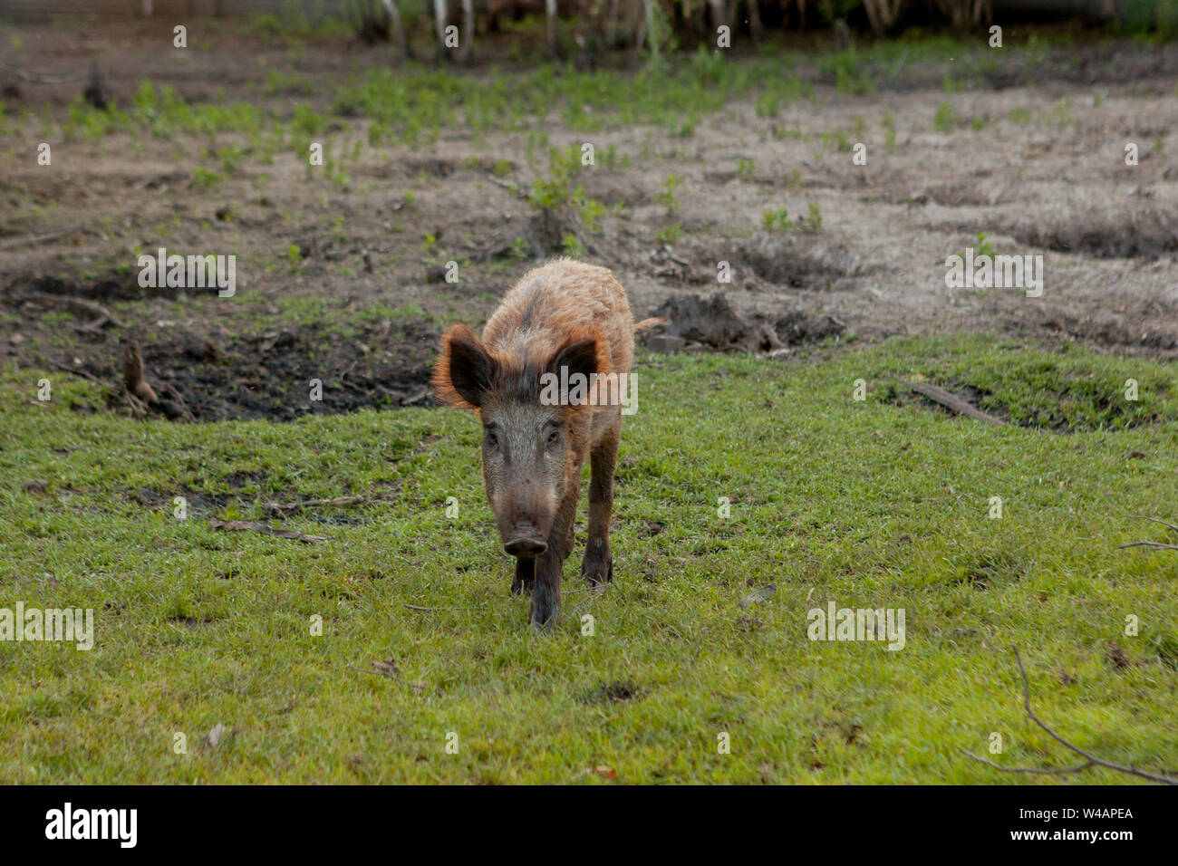 Arizona wild pig hires stock photography and images Alamy