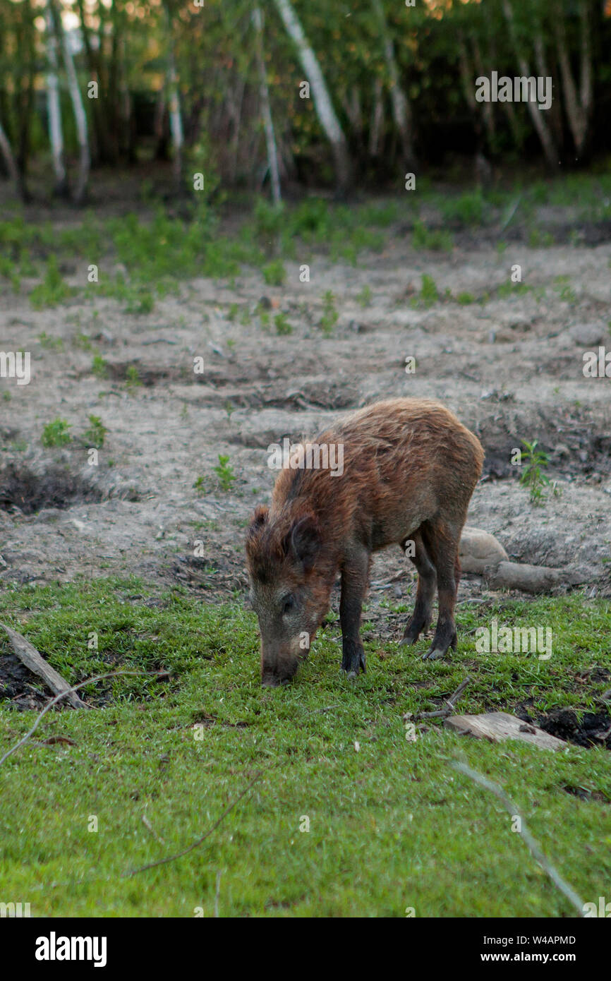 Arizona wild pig hires stock photography and images Alamy