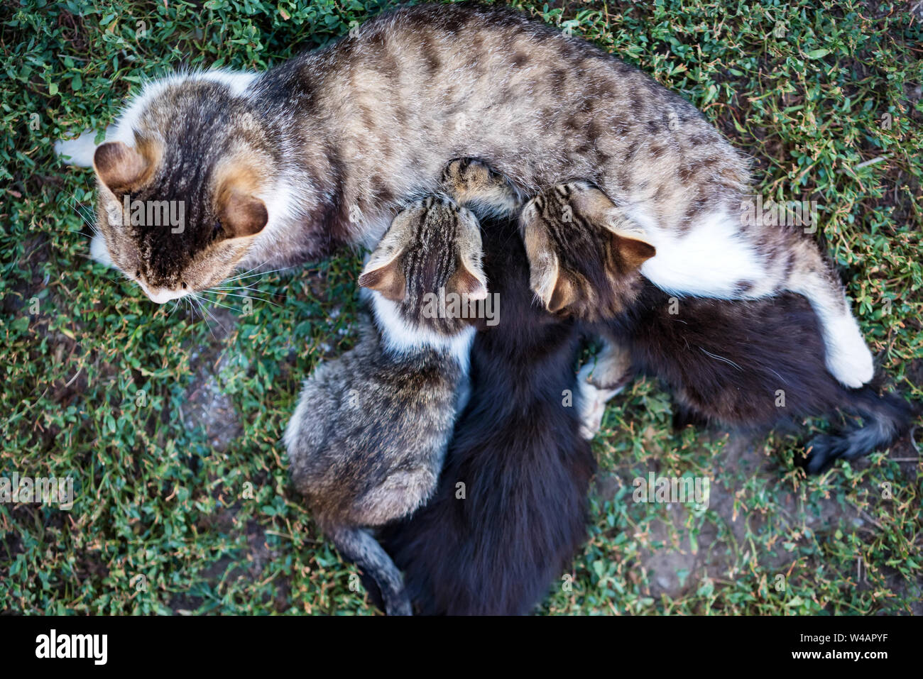 Mother cat feeding her kitten children outdoors Stock Photo