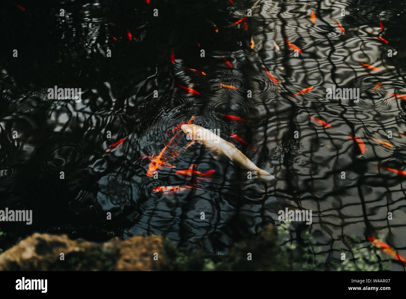 White and orange coy fish swimming in a pond with other fish around