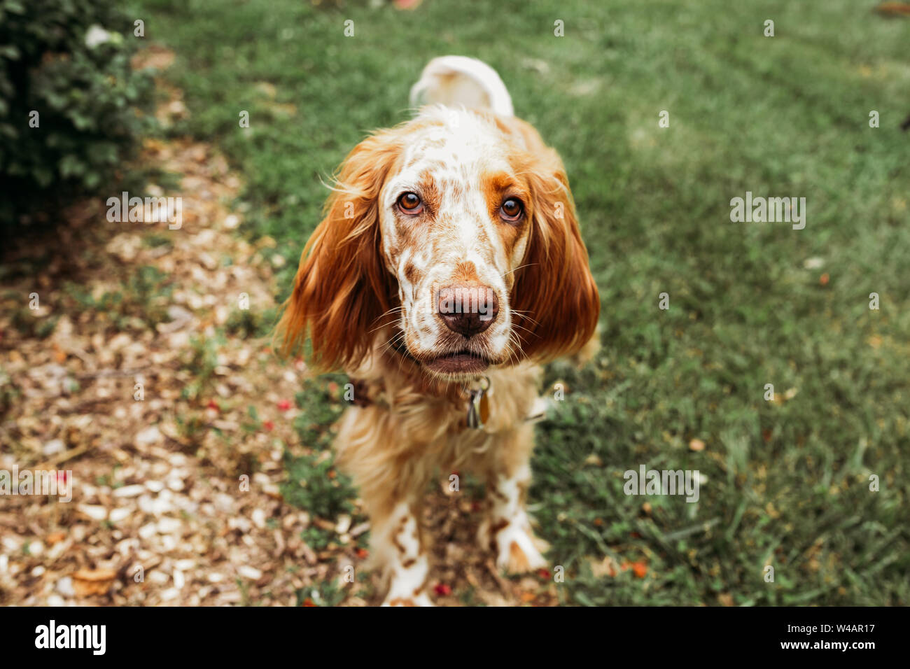 Orange and white english cocker spaniel hires stock photography and