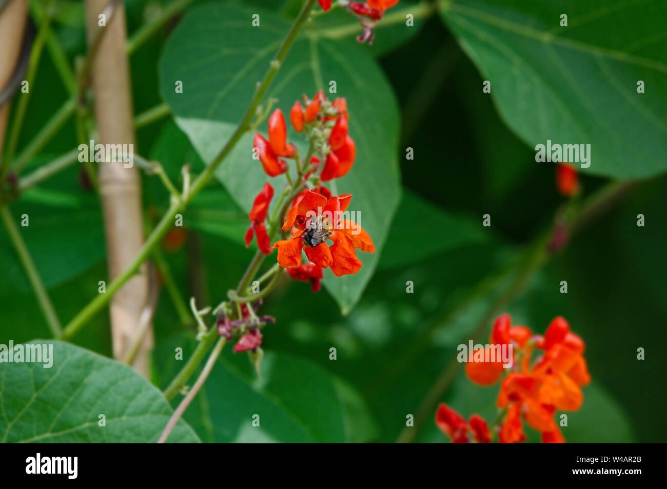 Runner bean flower hires stock photography and images Alamy