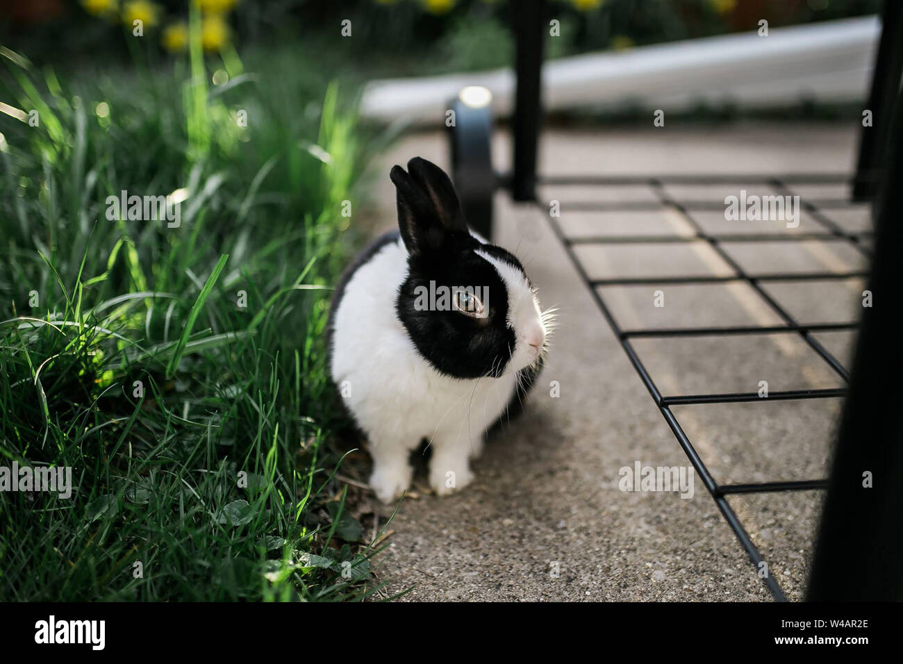 Black and White bunny rabbit sitting in sunlight looking at the camera