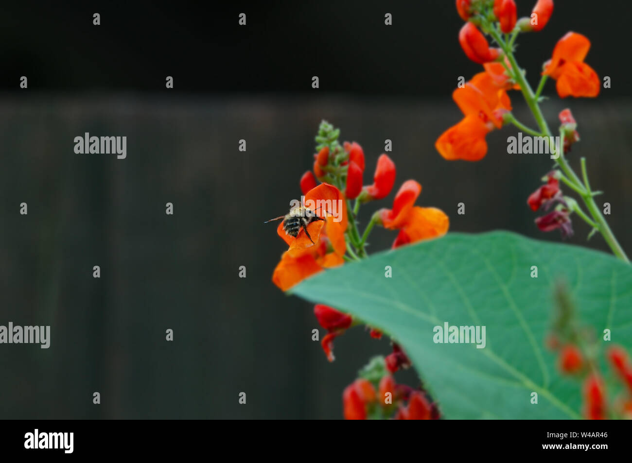 Scarlet runner bean flower hi-res stock photography and images - Alamy