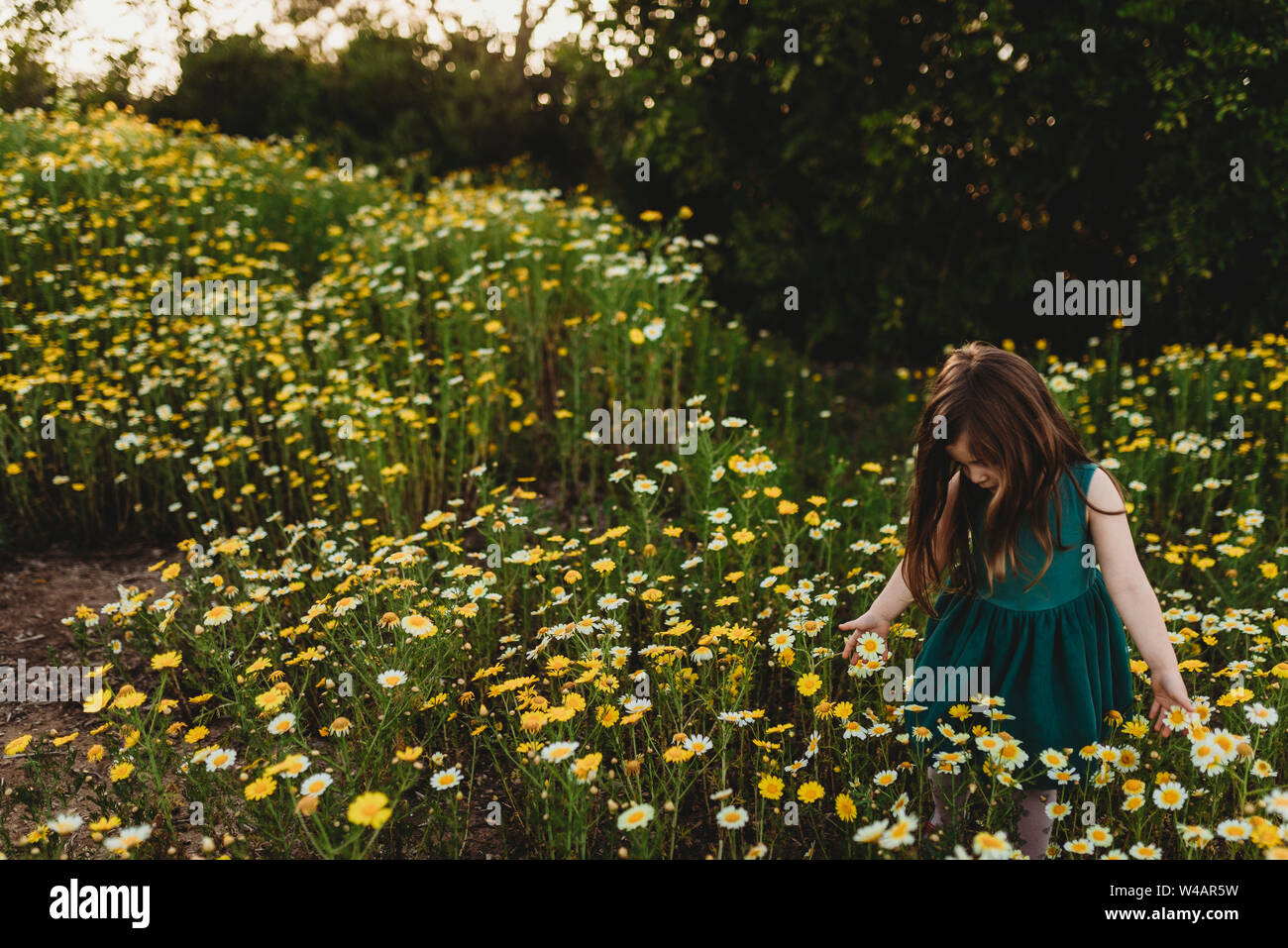 Little girl walking through field of flowers in spring Stock Photo