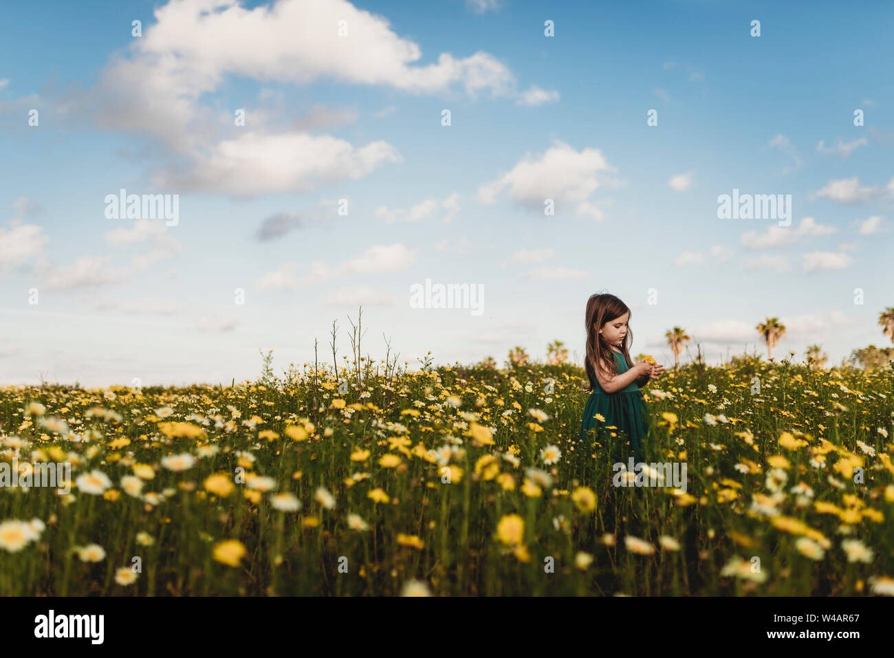 Little girl in dress standing in field of yellow flowers with blue sky Stock Photo Alamy