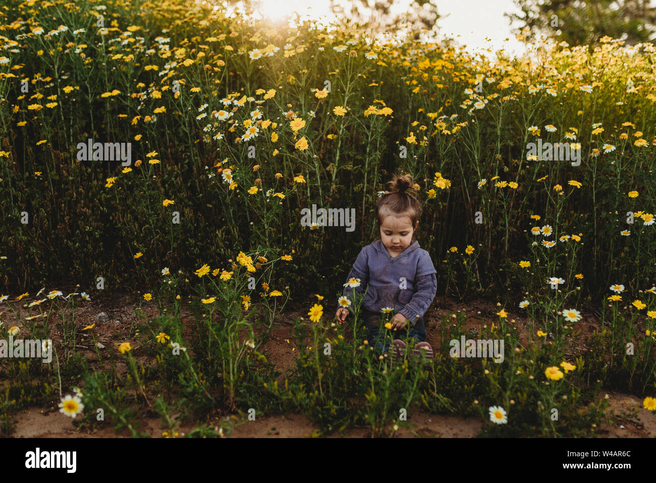 Toddler girl digging in dirt in field of flowers Stock Photo