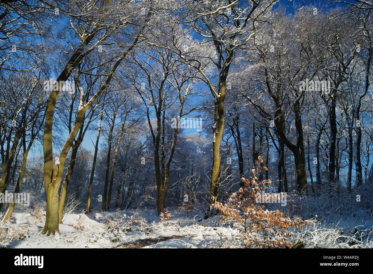 UK,Derbyshire,Peak District, Longshaw Estate Woodland after Snowfall Stock Photo